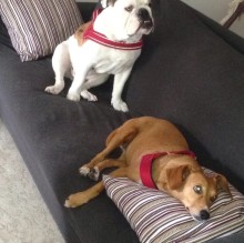 Avatar de Lia Spinelli