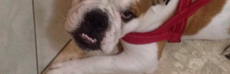 Lia Spinelli's cover