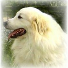 Orphe Bertin's avatar