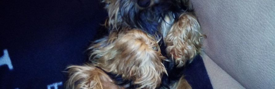 Cover di Daniela Muscaridola