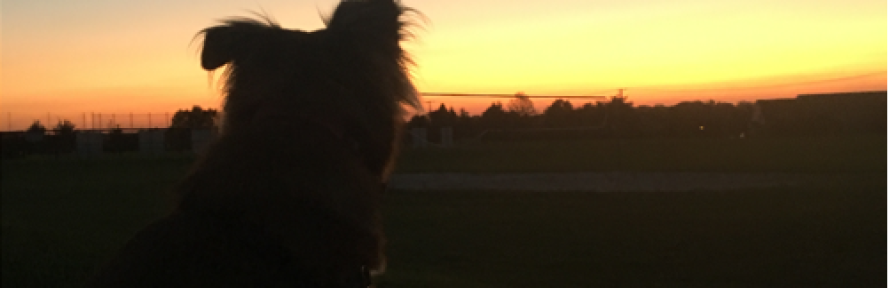 Stacey Hoffman's cover