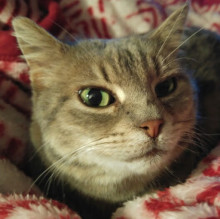 Eleonora Nora's avatar