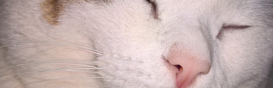 Cover di Charlotte Graces