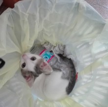 Avatar de Lara Ripamonti