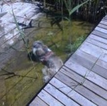 Sonia Shihtzu's avatar