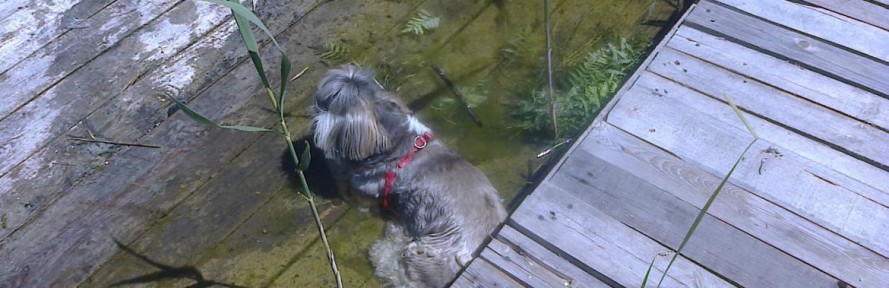 Sonia Shihtzu's cover