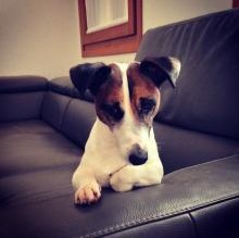 Immagine del profilo di BennyTheDog