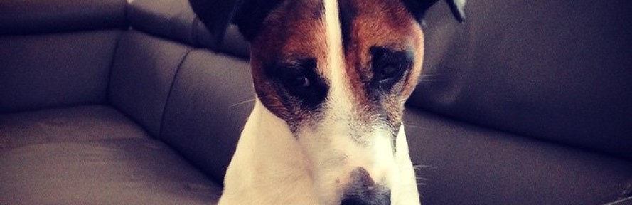 Cover di BennyTheDog