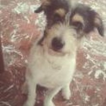 Pepito Mazzei's avatar