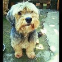 Zuccherina Mariani's avatar