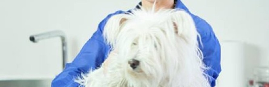 Cover di Pepita DiNoia