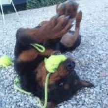 Immagine del profilo di funnydogperugia