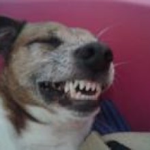MySweetyDogs's avatar