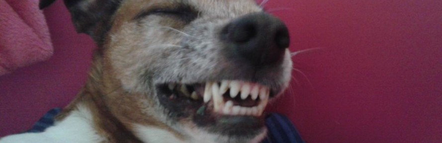 MySweetyDogs's cover