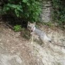 Immagine del profilo di TalkingDog