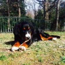 Immagine del profilo di SissiTheBerner