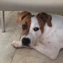 Romeoluis's avatar