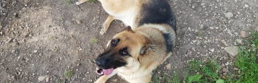 Amleta Bloom's cover