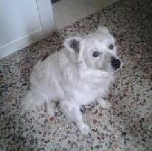 poldo pezzoli's avatar