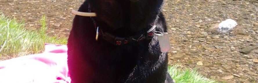 Cover di ArtuBlackDog