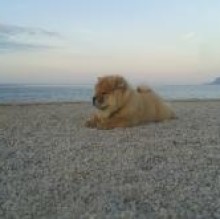 Immagine del profilo di Simba TommasoMangione
