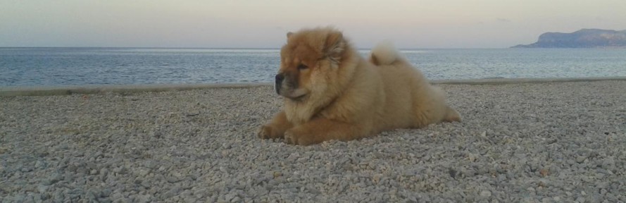 Cover di Simba TommasoMangione