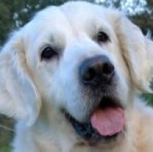 yedenbalto's avatar