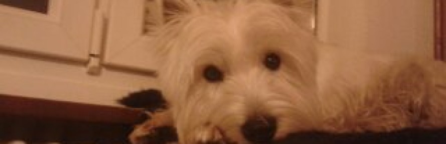 Cover di westie