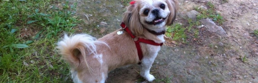 Cover di Cookie marykolotourou