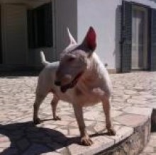 lasorabrigida's avatar