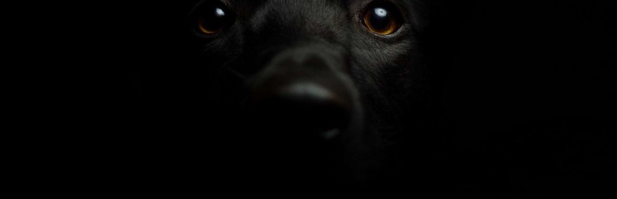 Irene Boni's couverture