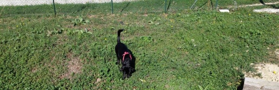 Cover di auranda