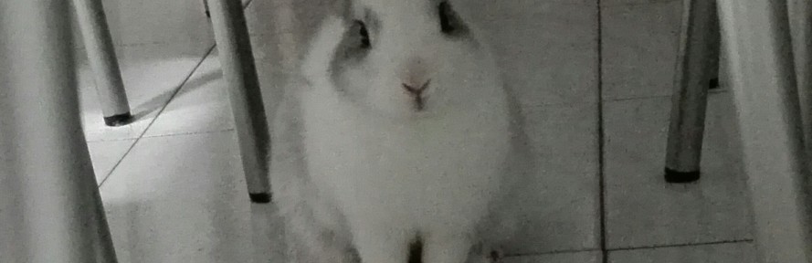 Ily Pinieri's couverture