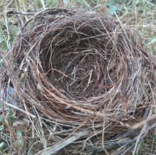 Immagine del profilo di ioeilmiocane granato