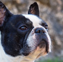 French Bulldogs - Bully's avatar