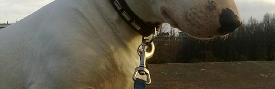Maya Bull's cover