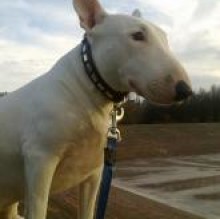 Maya Bull's avatar