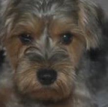 Teoyorky's avatar