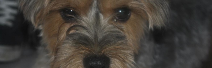 Teoyorky's cover
