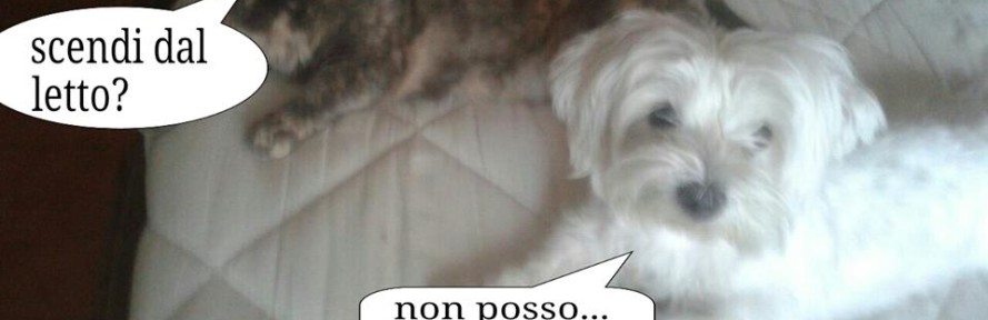 Cover di zoetta