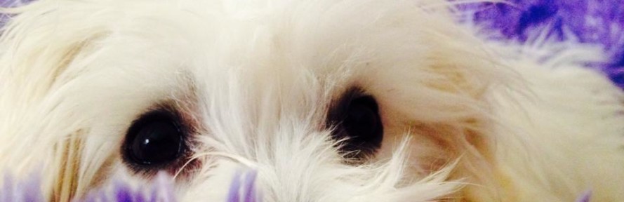 molly's cover