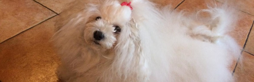 Millynuvola's couverture