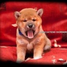 Immagine del profilo di takeshi trovato