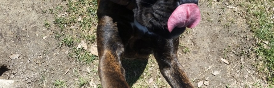 Federico Moruzzi's couverture