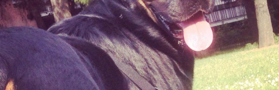 THOR Nero's couverture