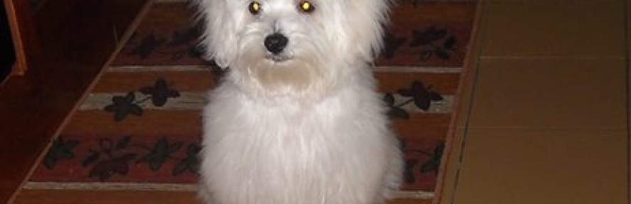 Pippo's cover
