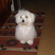 Avatar de Pippo