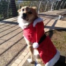 Chicco2015's avatar