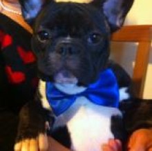 Avatar de Brando MunariCantone