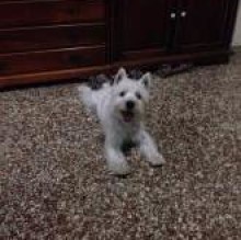 Avatar de Thiago Esposito